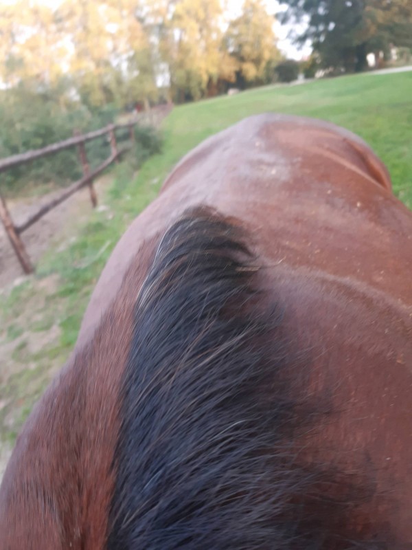 À la recherche d'un vétérinaire équin spécialisé dans les problèmes de dos pour chevaux à Bordeaux