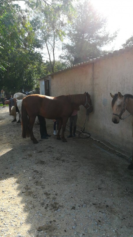 centre équestre écurie du Brusc Six-Fours-les-Plages les écuries du Brusc