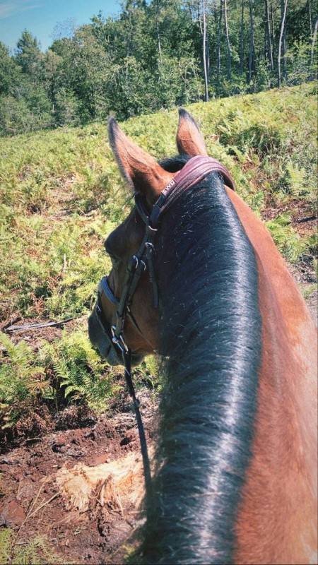 Centre équestre tous niveaux à la Brede 