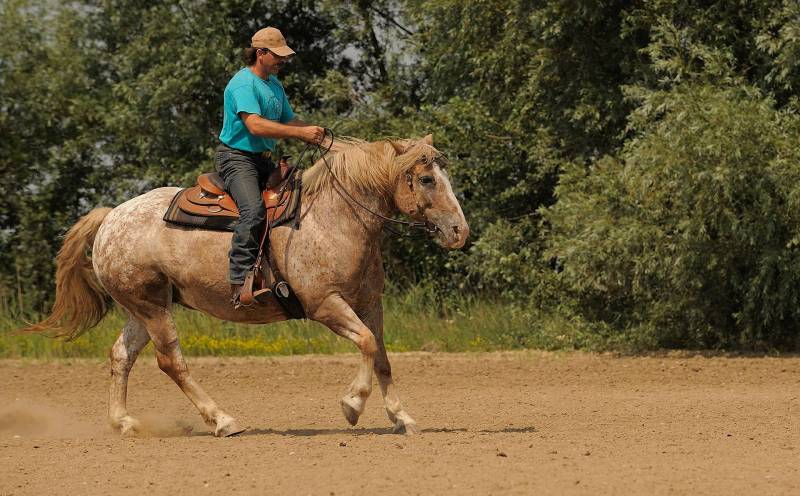 cours equitation centre equestre le lozet avignon