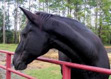 Tennessee Walker